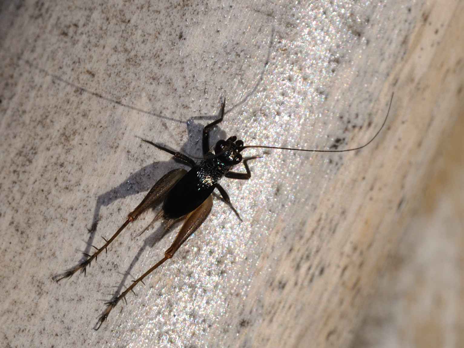 id-grillidae-natura-mediterraneo-forum-naturalistico